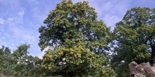 Castaño - Porte (Castanea sativa)