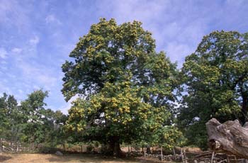 Castaño - Porte (Castanea sativa)