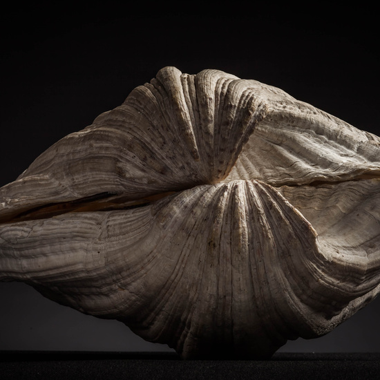 IES_CARDENALCISNEROS_CONCHAS_065