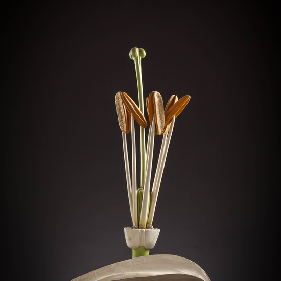 IES_CARDENALCISNEROS_BOTANICA_III_MODELOS_067