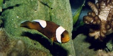 Pez payaso (Amphiprion polymnus)