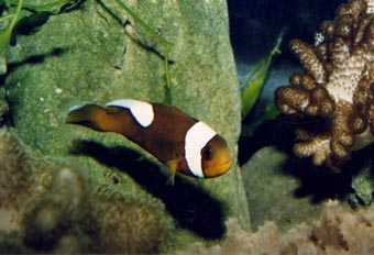 Pez payaso (Amphiprion polymnus)