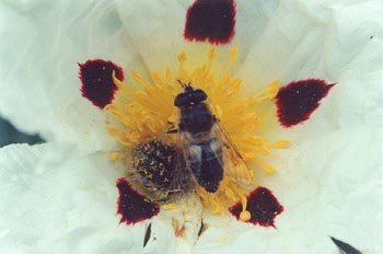 Mosca zángano (Eritalis tenax)