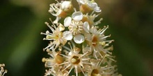 Lauroceraso - Flor (Prunus laurocerasus)