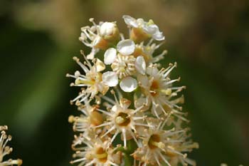 Lauroceraso - Flor (Prunus laurocerasus)