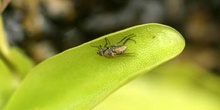 Mosca atrapada en planta carnívora (Diptera Ord.)