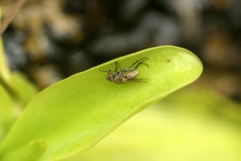 Mosca atrapada en planta carnívora (Diptera Ord.)