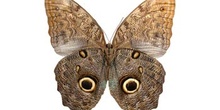 Caligo teucer (Perú)