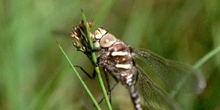 Libélula (Aeshna sp.)