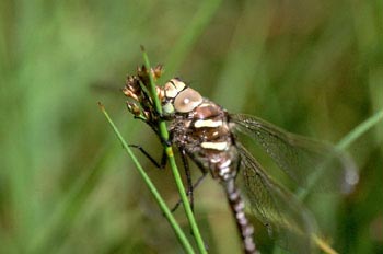 Libélula (Aeshna sp.)