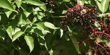 Saúco - Frutos (Sambucus nigra)