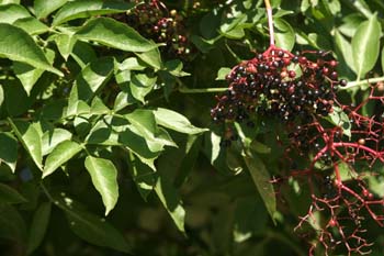 Saúco - Frutos (Sambucus nigra)