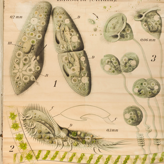 IES_RAMIRODEMAEZTU_BIOLOGIA_035