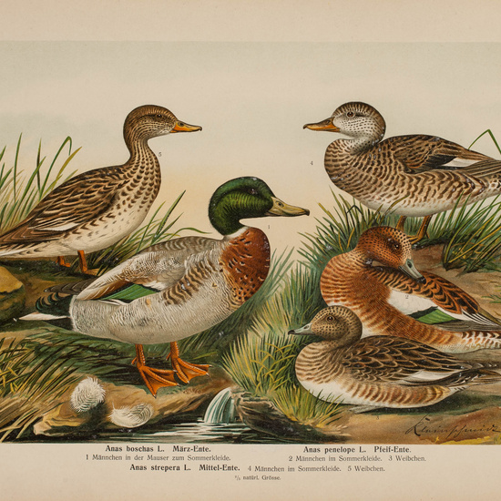 IES_CARDENALCISNEROS_AVES_LAMINAS_056