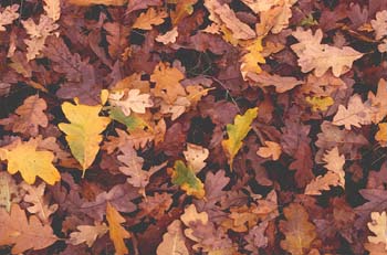 Rebollo / melojo - Suelo (Quercus pyrenaica)