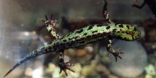 Tritón jaspeado (Triturus marmoratus)