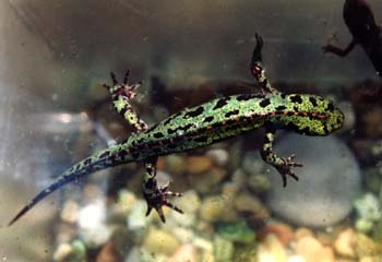 Tritón jaspeado (Triturus marmoratus)