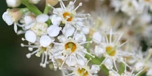 Lauroceraso - Flor (Prunus laurocerasus)