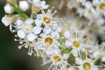 Lauroceraso - Flor (Prunus laurocerasus)