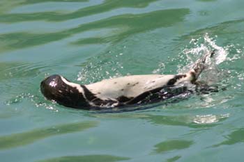Pingüino de Magallanes (Spheniscus magellanicus)