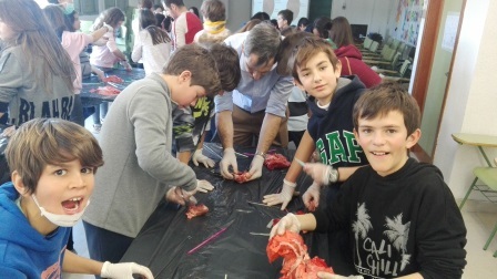 2018_02_09_DISECCION CORAZON Y PULMONES_SEXTO_CEIP FDLR_LAS ROZAS 7