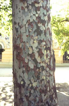 Plátano - Tronco (Platanus orientalis)