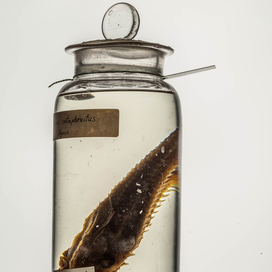 IES_CARDENALCISNEROS_CIENCIASNATURALES_132