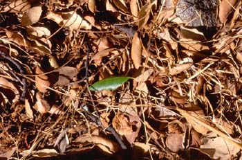 Alcornoque - Suelo (Quercus suber)