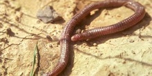 Culebrilla ciega (Blanus cinereus)