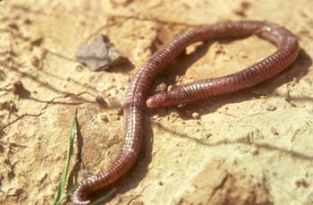 Culebrilla ciega (Blanus cinereus)