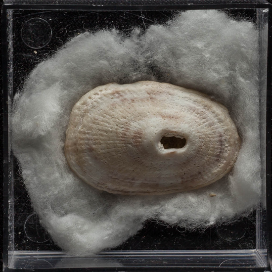 IES_ISABELLACATOLICA_BIOLOGIA_366