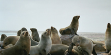 Grupo de leones marinos, Namibia