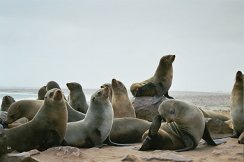 Grupo de leones marinos, Namibia