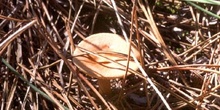 Lactarius sp