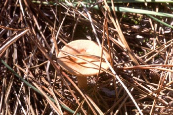 Lactarius sp