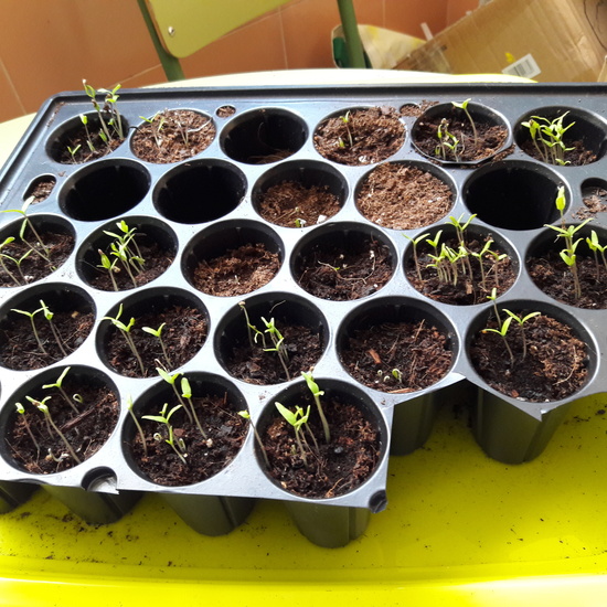 We grow plants in the classroom 6