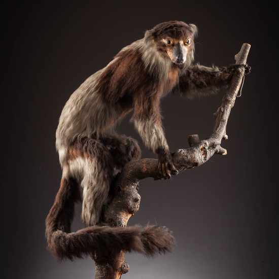 IES_SANISIDRO_MUSEO_Zoolgía_006