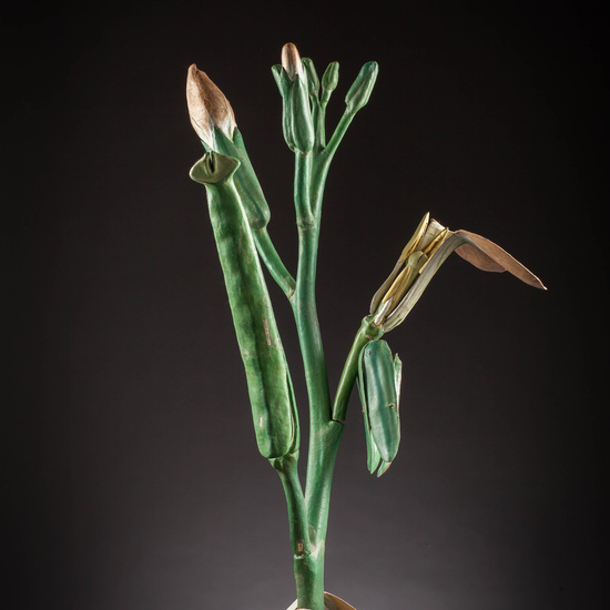 IES_SANISIDRO_MUSEO_Botanica_046