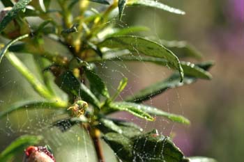 Araña común verde (Araniella curcubutina)