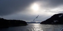 Gaviota, Parque de las Islas del Golfo, Victoria