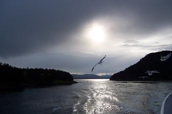 Gaviota, Parque de las Islas del Golfo, Victoria