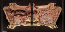 IES_SANISIDRO_MUSEO_Fisiologia_002