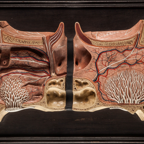 IES_SANISIDRO_MUSEO_Fisiologia_002