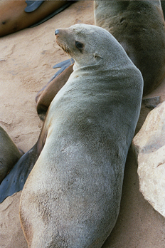 León marino, Namibia