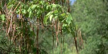 Catalpa (Catalpa bignonioides)