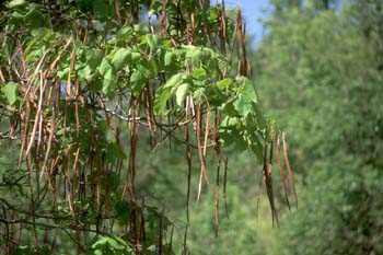 Catalpa (Catalpa bignonioides)