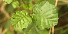 Aliso - Hoja (Alnus glutinosa)