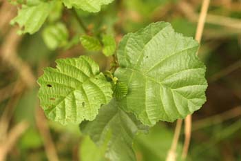 Aliso - Hoja (Alnus glutinosa)