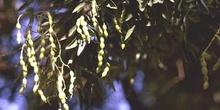 Falsa acacia de Japón - Hoja, fruto (Sophora japonica)