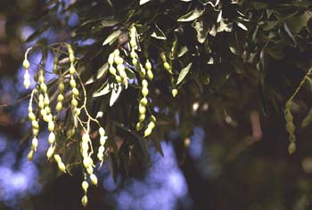 Falsa acacia de Japón - Hoja, fruto (Sophora japonica)